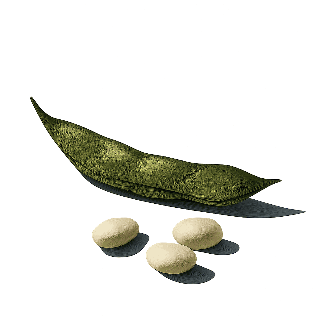 Coco de Paimpol bean